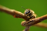 bee, macro, animal