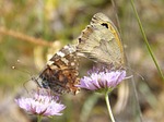 butterflies, libar, two butterflies