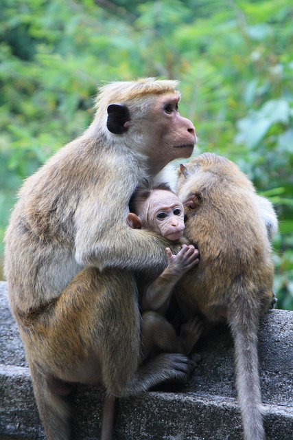 Free Monkey Sri Lanka photo and picture
