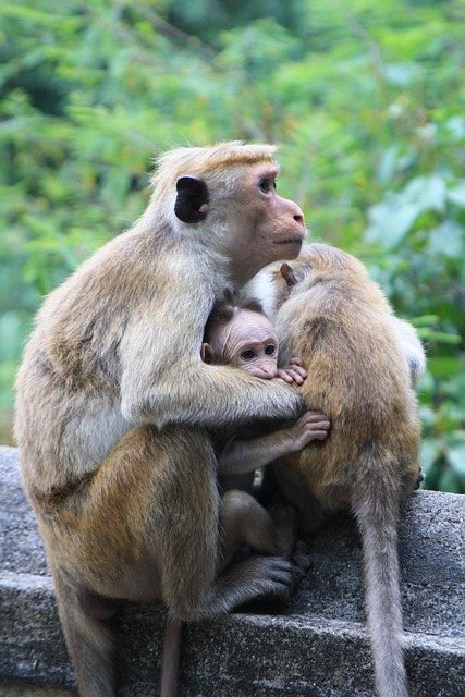 Free Monkey Sri Lanka photo and picture
