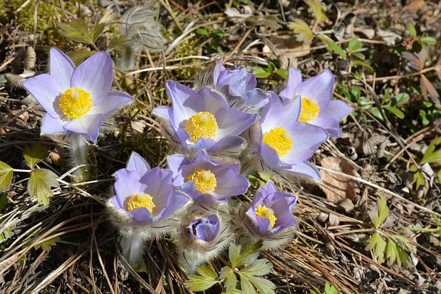 Free Fabric Anemone Cold Flower photo and picture
