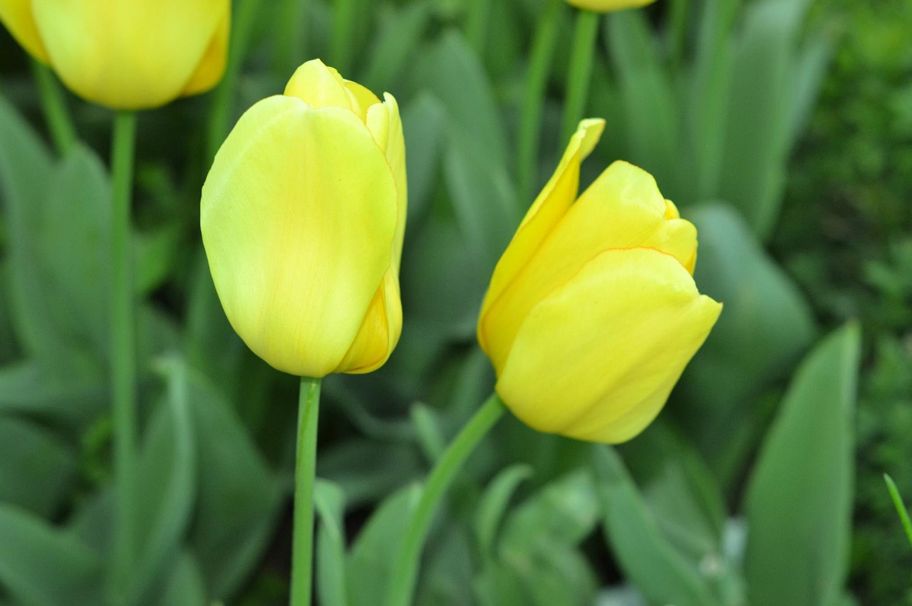Desire Tulip Photograph Free photo on Pixabay Pixabay