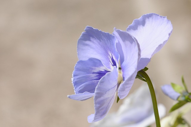 Free Flower Nature photo and picture