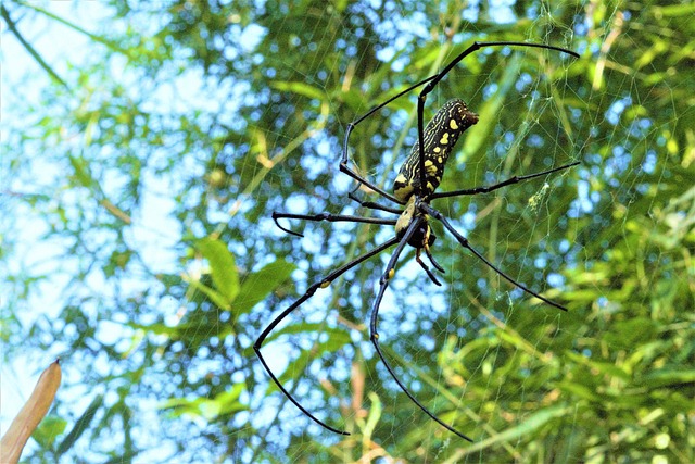 Free Child Task Insect photo and picture