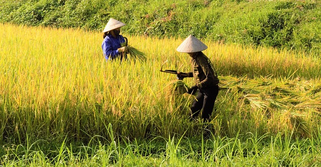 Free Rice Silk photo and picture