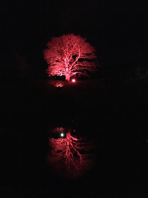 Baum, Trollhättan, Alt Tal, Blaue Nacht