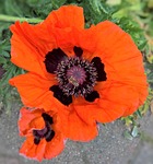 poppy, klatschmohn, wild plant