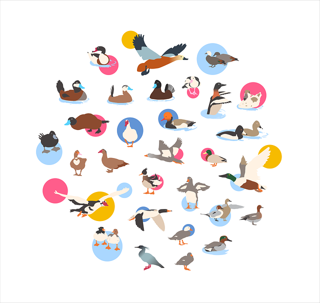 Free ducks nature birds vector