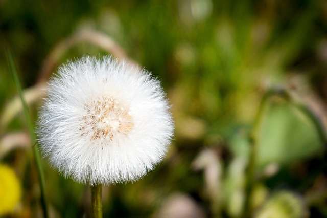 Free Dandelion Faded photo and picture
