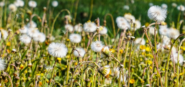 Free Dandelion Meadow photo and picture