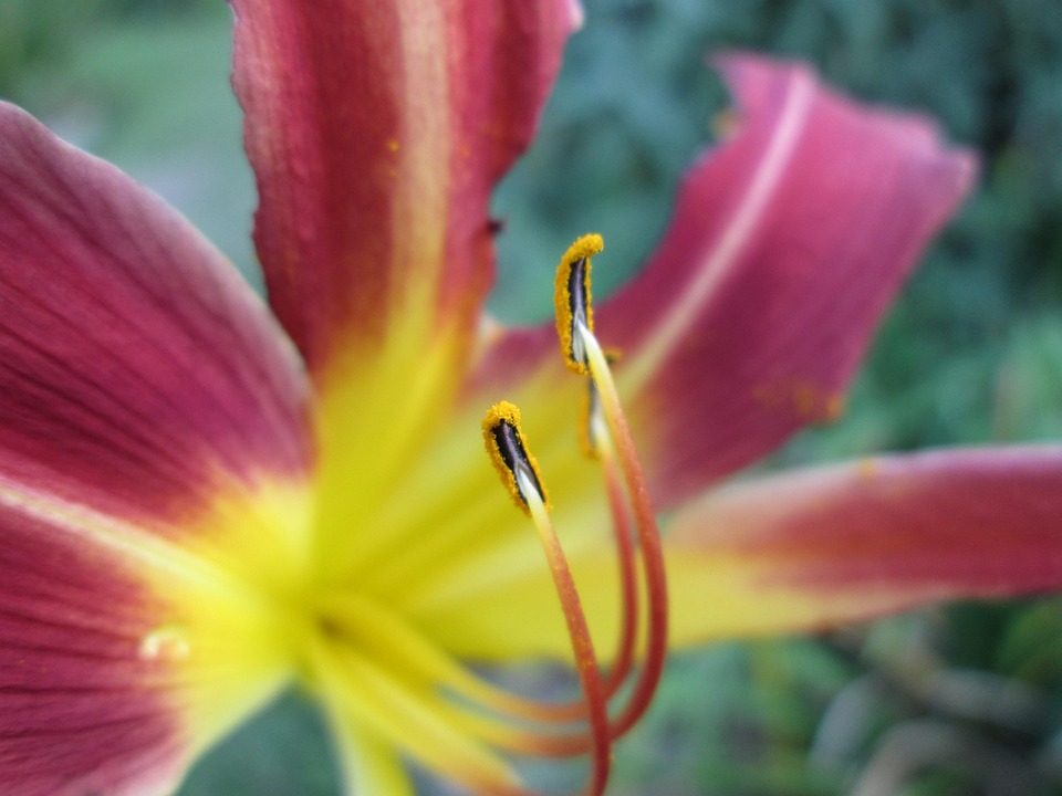 Flower Pollen Red - Free photo on Pixabay - Pixabay