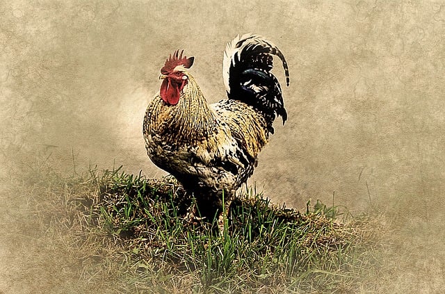 Free rooster animal farm illustration
