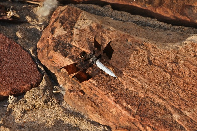 Whitetail Skimmer, Mosca Del Dragón