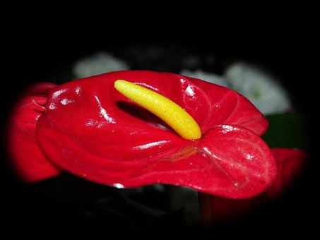 Blomster, Natur, Blomst Baggrund