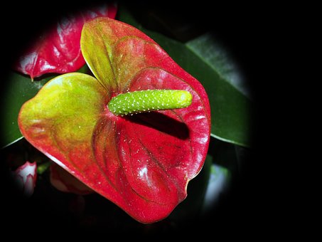 Blomster, Rød, Natur, Blomst Baggrund