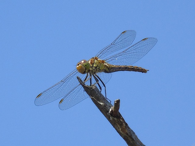 Free Animal Insect photo and picture