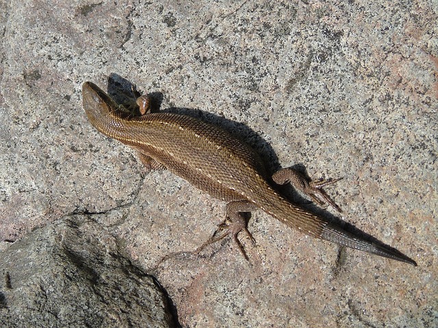 Free Animal Nature photo and picture
