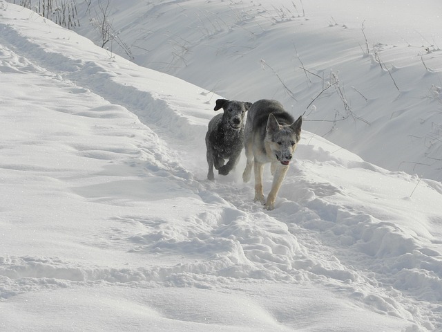 Free Dog Snow photo and picture