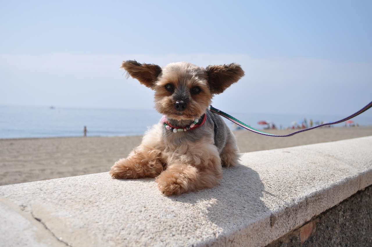 https://cdn.pixabay.com/photo/2017/05/31/18/50/dog-2361291_1280.jpg
