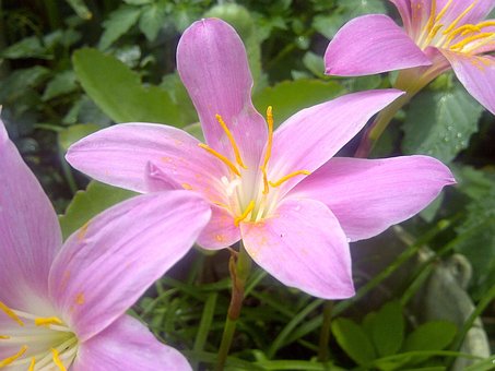 Flores, Mexico, Flor, Orquídea, Belleza