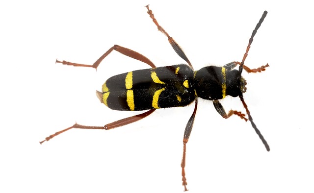 Wasp Beetle, Clytus Arietis, Käfer