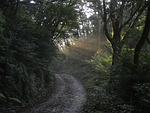 light, woodland, forest