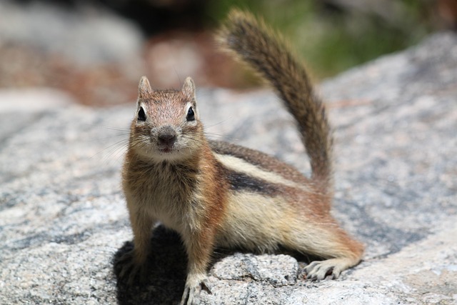 Ardilla, Naturaleza, Colorado