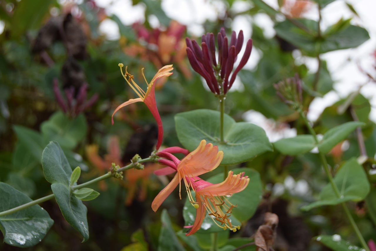 Flower Honeysuckle - Free photo on Pixabay - Pixabay