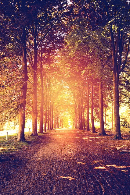 Free Forest Trees photo and picture
