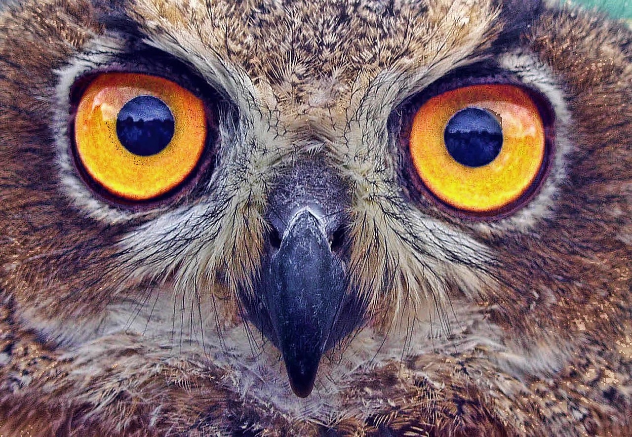 Plus De 4 000 Images De Hibou Et De Oiseau Pixabay Plus De 4 000 Images De Hibou Et De Oiseau Pixabay