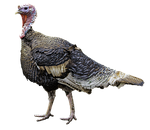 turkey, cut, rip
