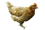 the hen, cut, rip