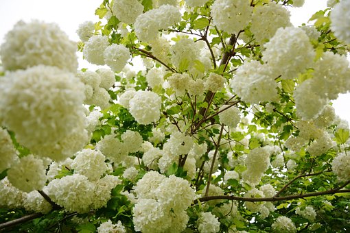 Free Flower White photo and picture