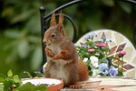 animal, rodent, squirrel
