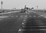 camels, road, desert