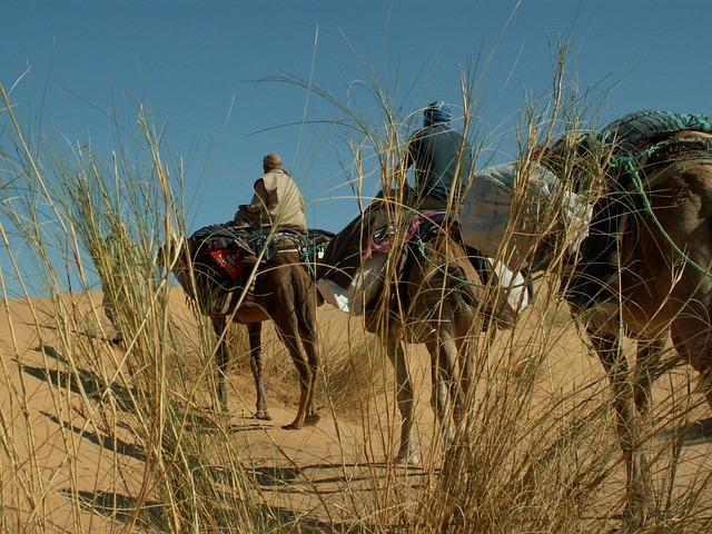 Dromedario, Desierto, Camello, África