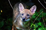 animal, nature, baby