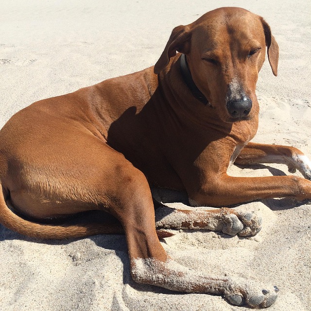 Free Ridgeback Sand photo and picture