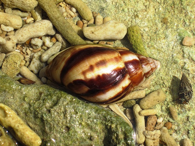 Free Shell Sea photo and picture