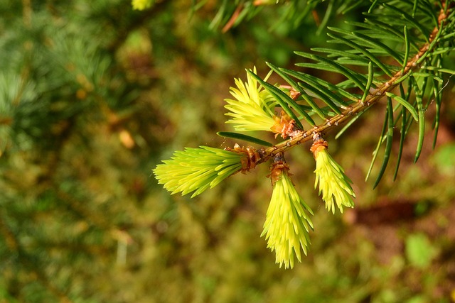 Free Spruce Spruce Branch photo and picture