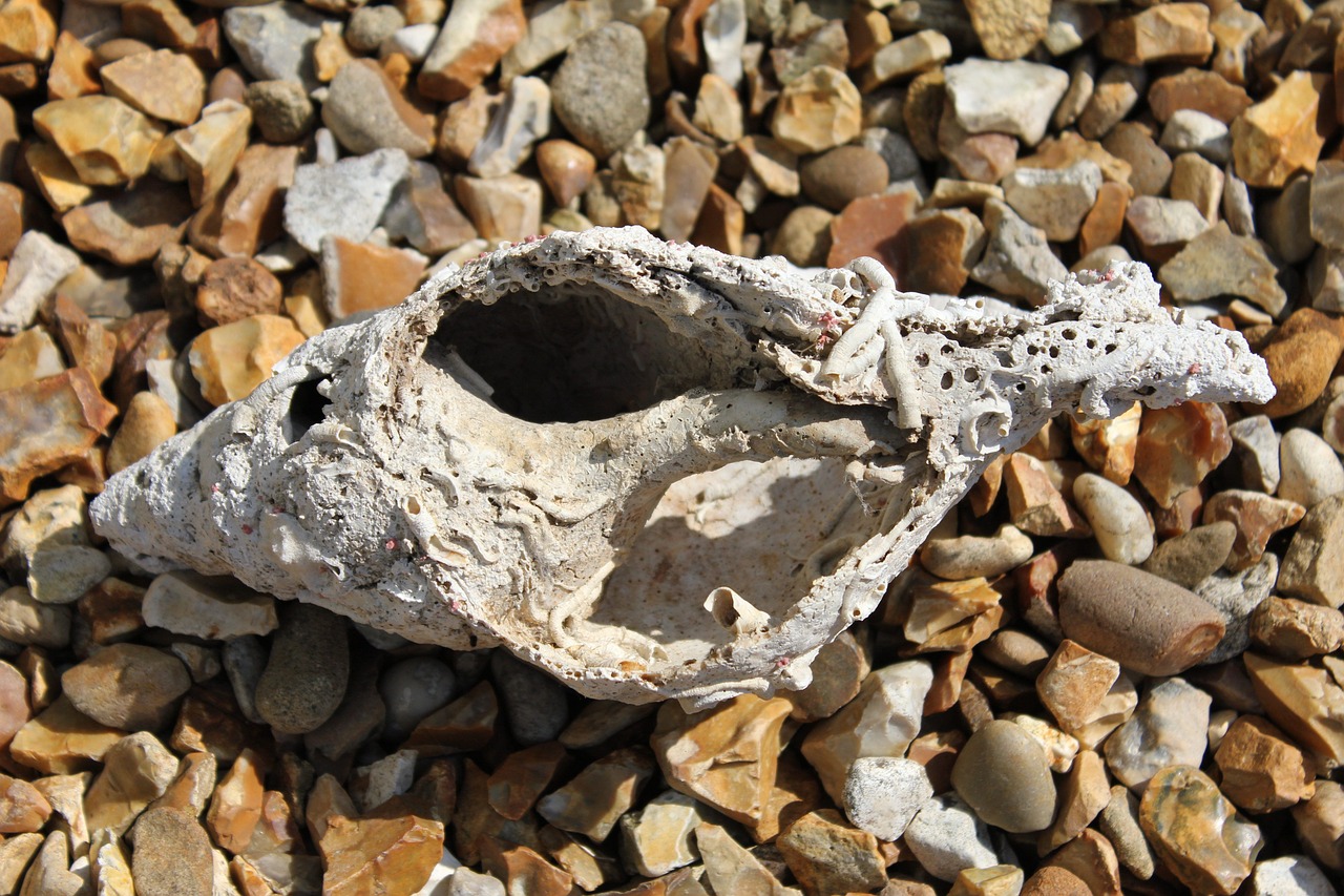 Large Sea Shell Marine Conchology - Free photo on Pixabay - Pixabay