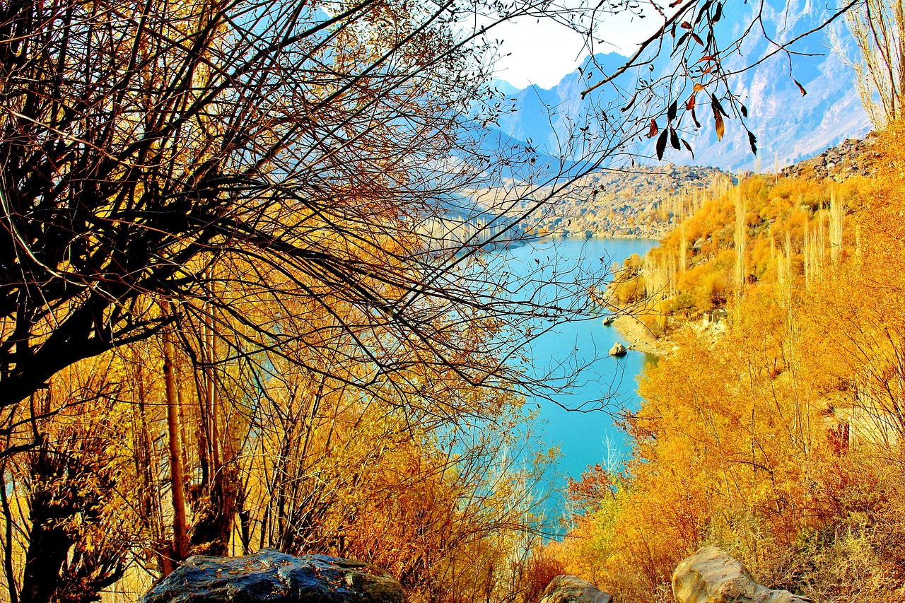 Tree - free online jigsaw puzzle photo