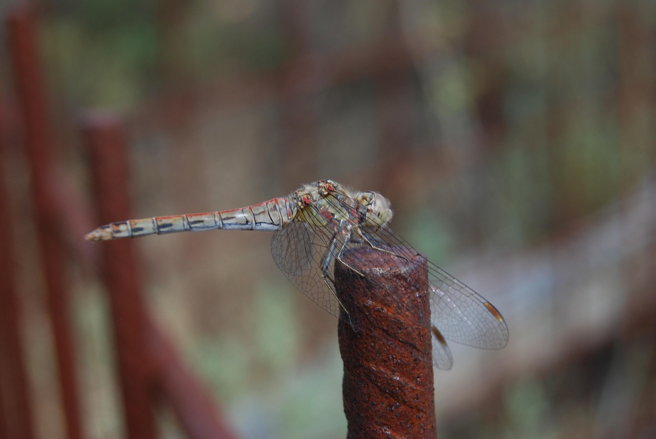 Libellule Insecte Volant La Nature - Photo gratuite sur Pixabay - Pixabay