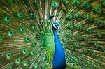 beautiful male peacock, colorful, bird