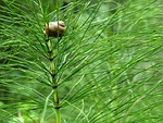 horsetail, shell, green
