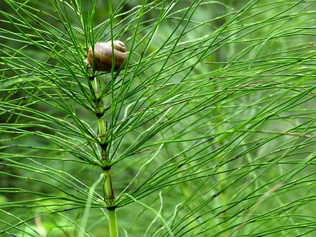 Free Horsetail Shell photo and picture