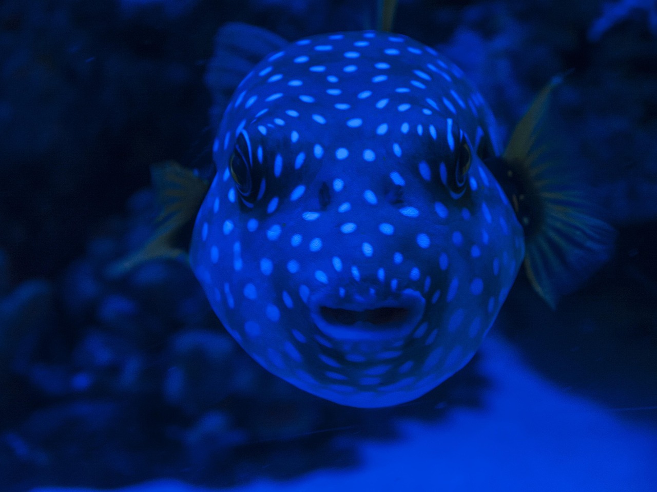 Fish - free online jigsaw puzzle photo