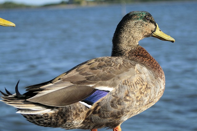 germano male, duck, bird, beak, nature, feathers, fauna, mallard, park, oasis