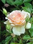 pink, tea, rosacea