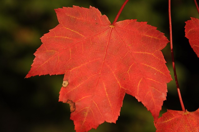 Free Fall Autumn photo and picture